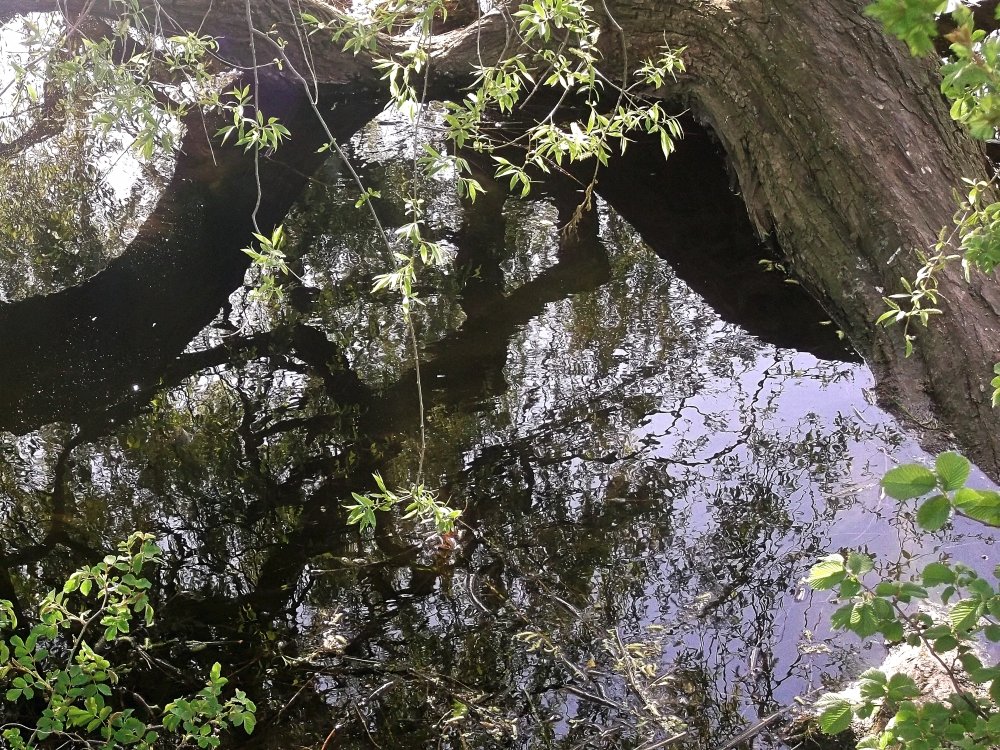 Сады и парки Скандинавии 1141_Fotor.jpg