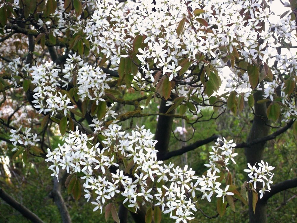 Сады и парки Скандинавии 1167_Fotor.jpg