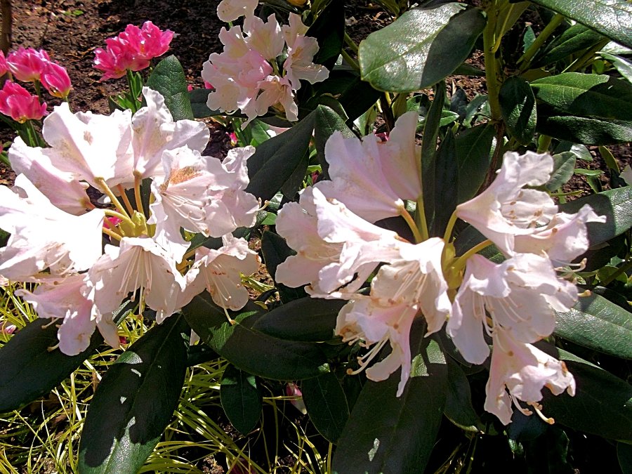 Сады и парки Скандинавии 1030_Fotor.jpg