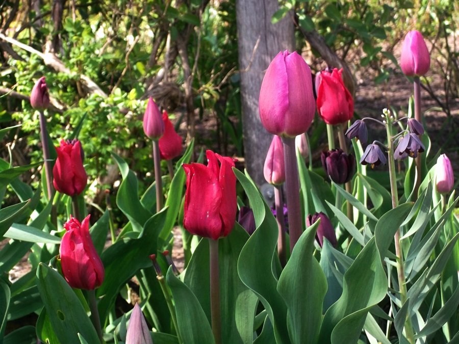 Сады и парки Скандинавии 1087_Fotor.jpg