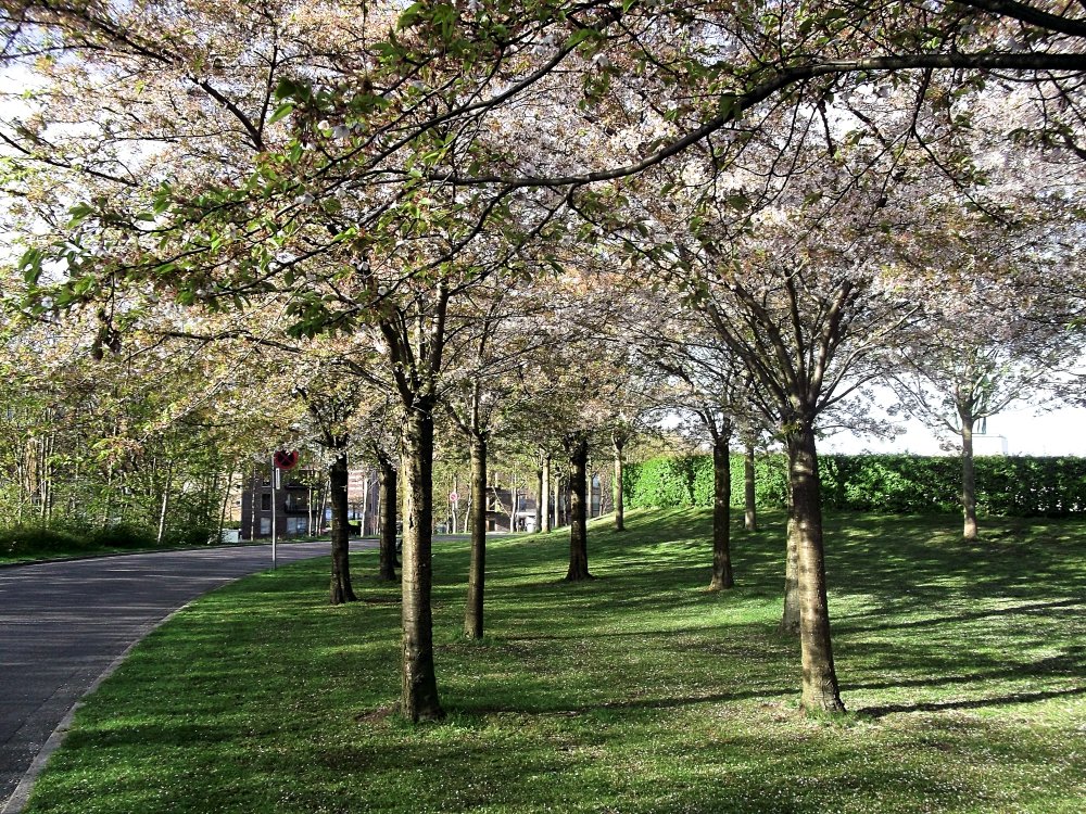 Сады и парки Скандинавии 1116_Fotor.jpg