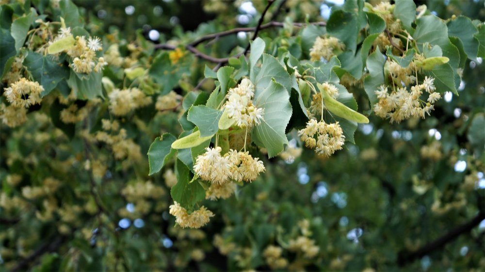 18.06.19_150_ Минск.JPG