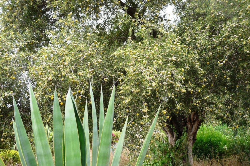 P1180951 аргановое дерево.jpg