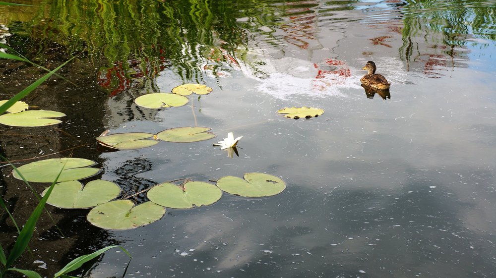 18.06.20_18_ Польша_ Корчма.JPG