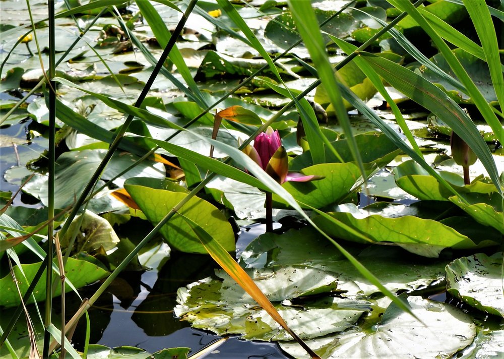 18.06.20_20_ Польша_ Корчма_4.JPG