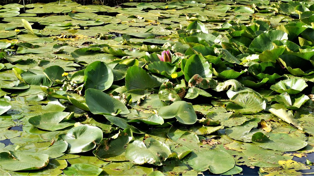 18.06.20_20_ Польша_ Корчма_1.JPG