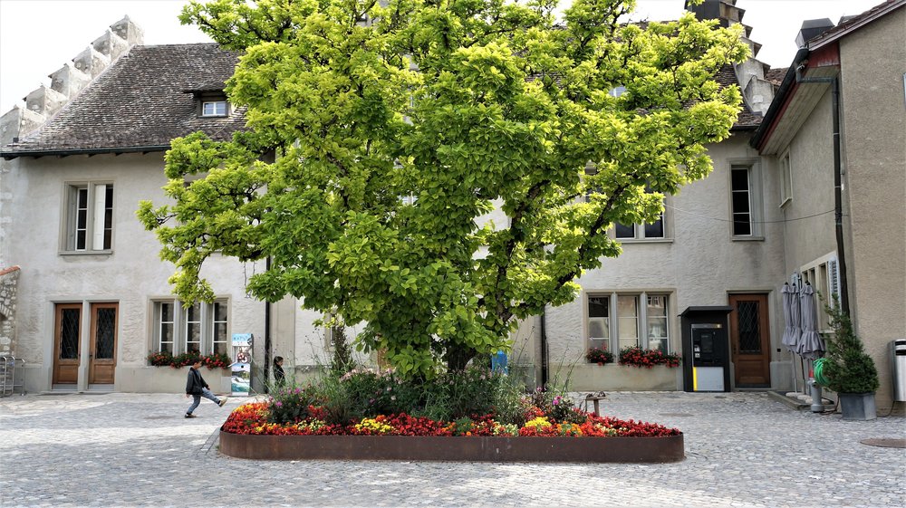 18.06.24_037_  Швейцария_ Рейнский водопад.JPG