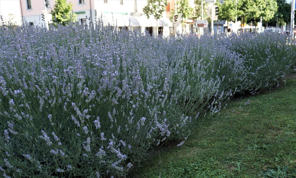 18.06.29_004_ Беллинцона.JPG