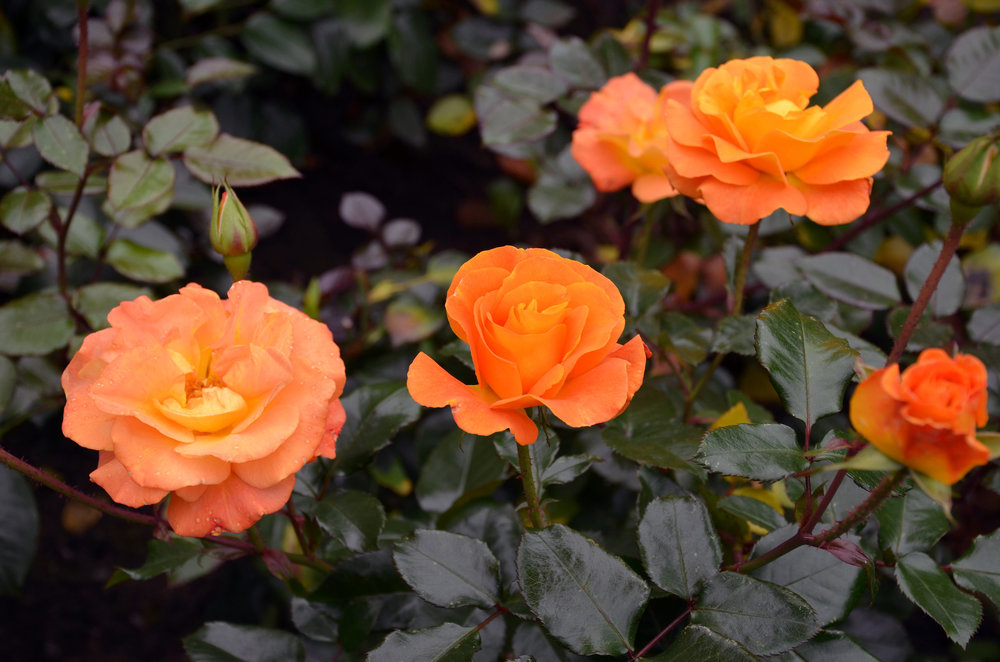 DSC_8462 — копия.JPG