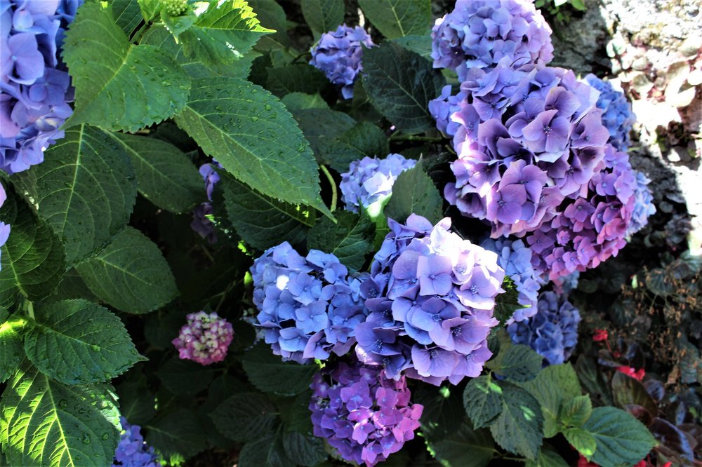 18.06.29_542_ Италия_ о.Изола-Белла.JPG