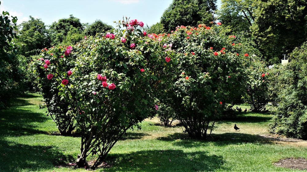 18.06.21_078_ Вена_ Народный парк.JPG