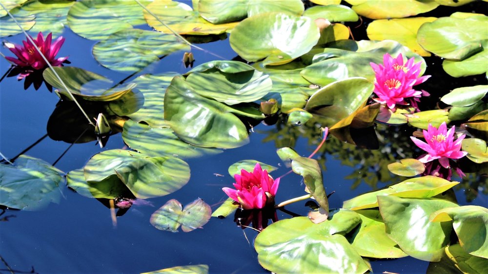 18.06.29_683_ Италия_ о.Изола-Белла.JPG