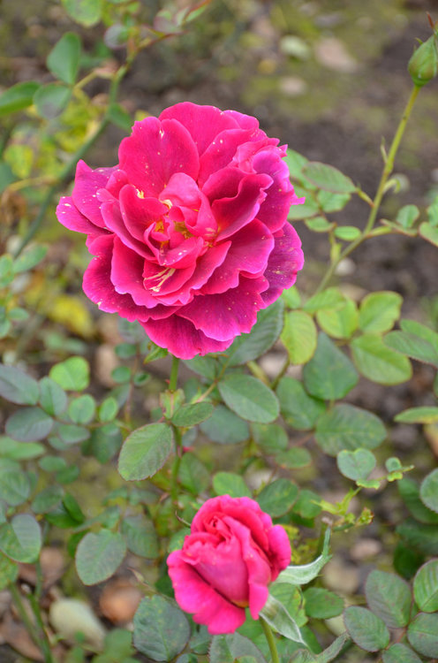 DSC_8471 — копия.JPG