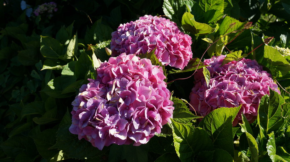 18.06.29_028_ Италия_Стреза.JPG