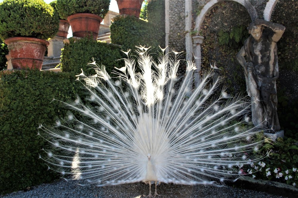 18.06.29_516_ Италия_ о.Изола-Белла.JPG