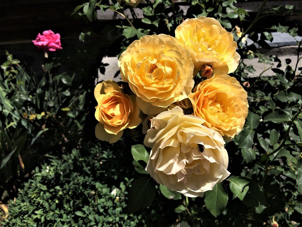 18.06.27_388_ Шамони.JPG