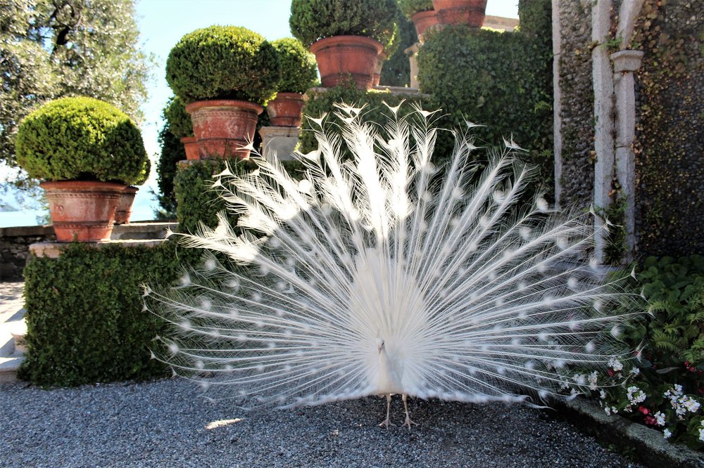 18.06.29_514_ Италия_ о.Изола-Белла.JPG