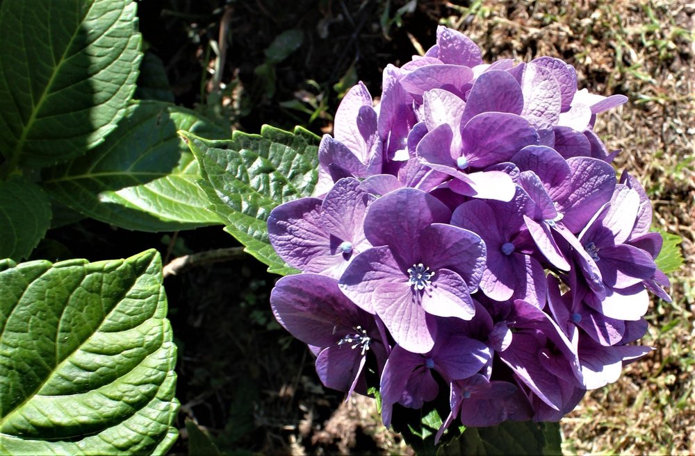 18.06.29_096_ Италия_Стреза.JPG