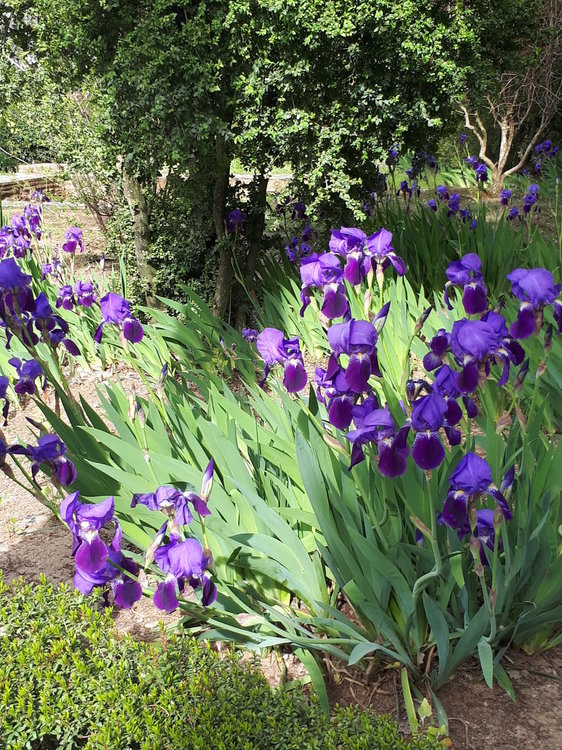 Краски цветов Альгамбры.jpg