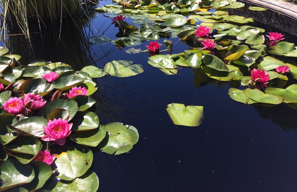 18.06.29_679_ Италия_ о.Изола-Белла.JPG