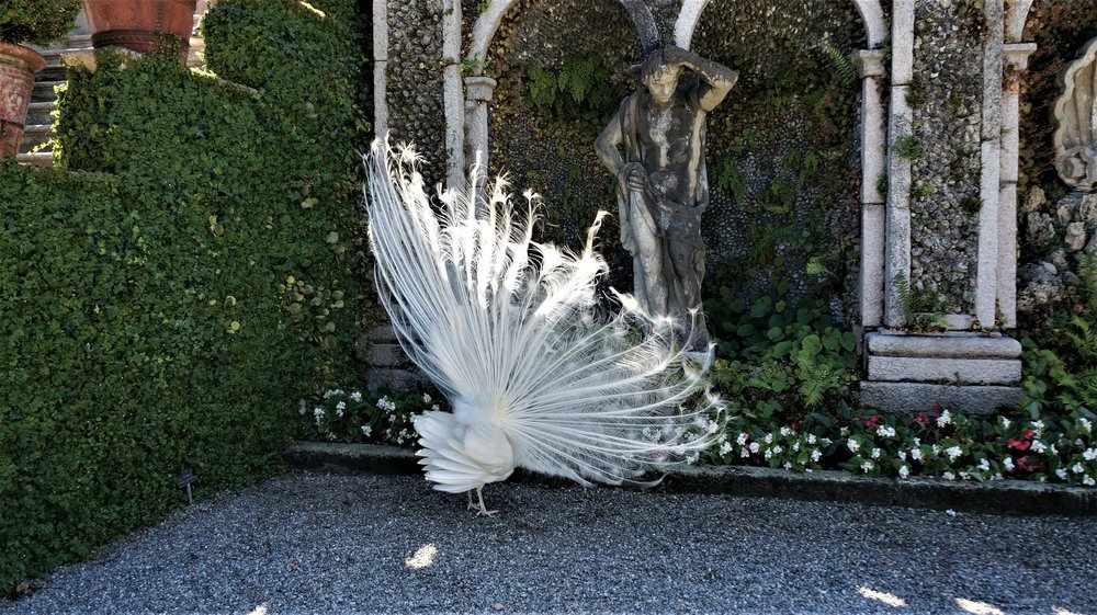 18.06.29_506_ Италия_ о.Изола-Белла.JPG