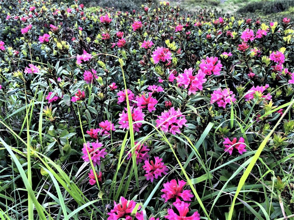 18.06.28_066_ перевал Симплон.JPG