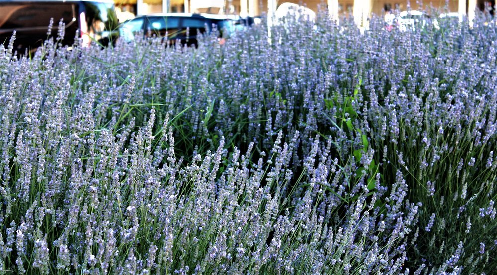 818.06.29_223_ Беллинцона.JPG