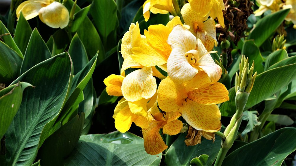 18.06.21_134_ Вена_ Народный парк.JPG