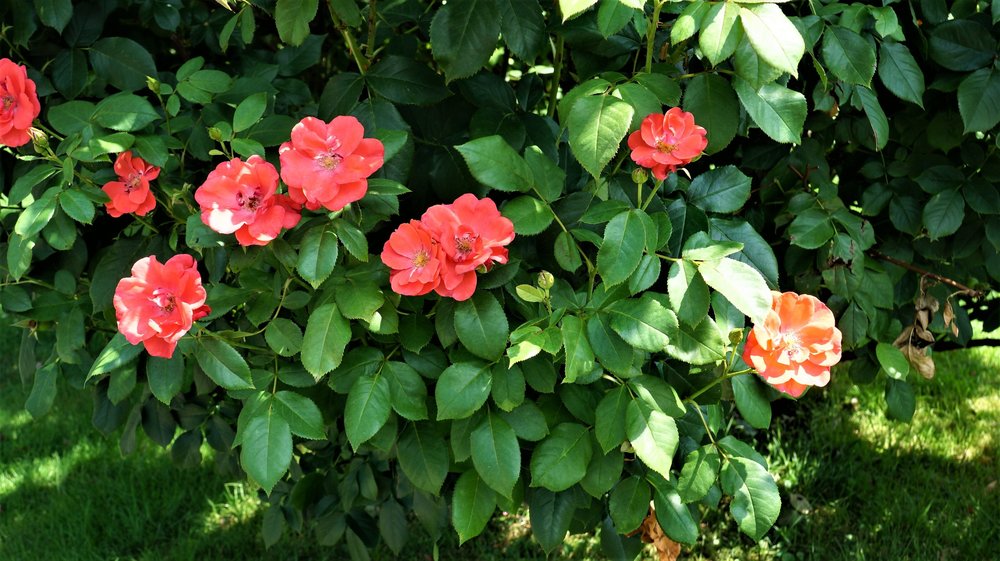 18.06.21_081_ Вена_ Народный парк.JPG