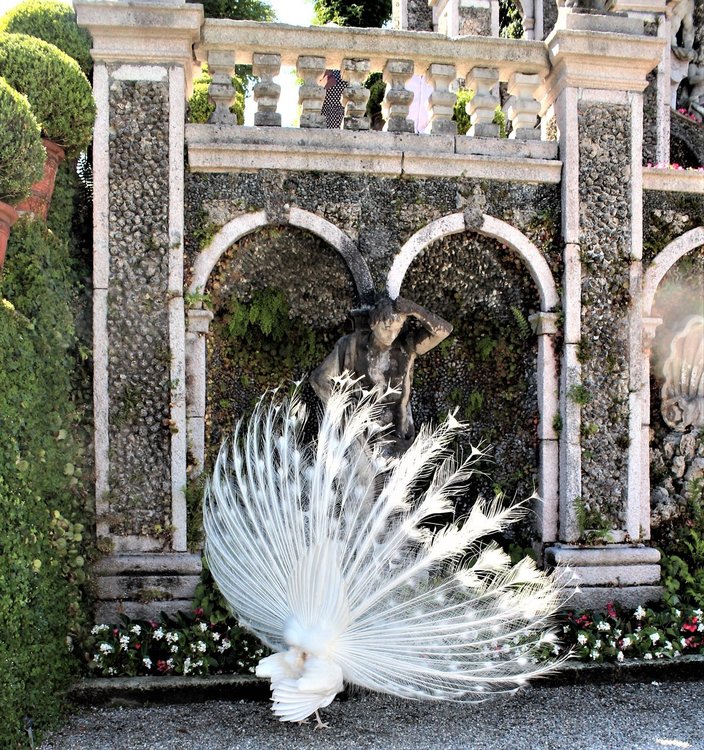 18.06.29_505_ Италия_ о.Изола-Белла.JPG