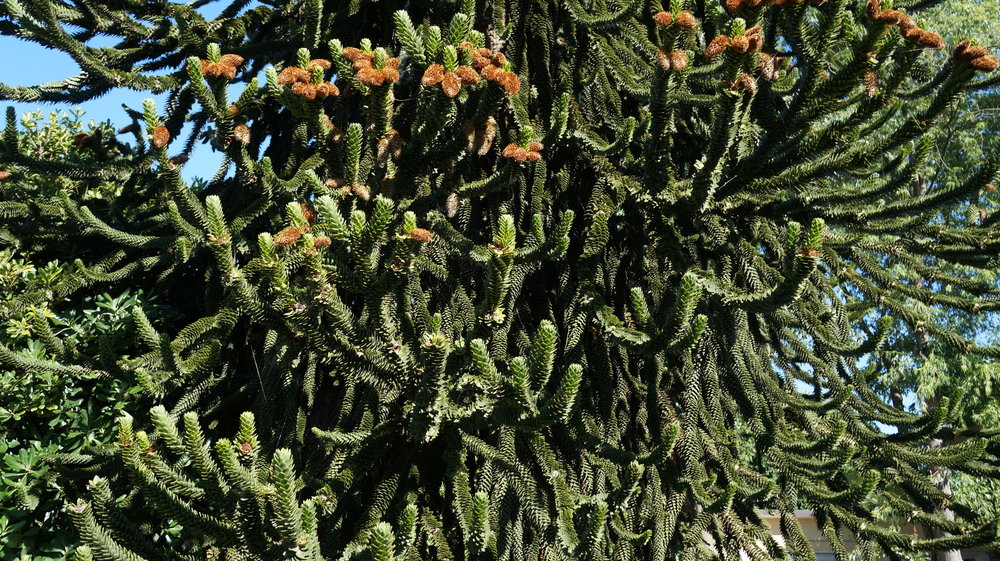 18.06.29_042_ Италия_Стреза.JPG