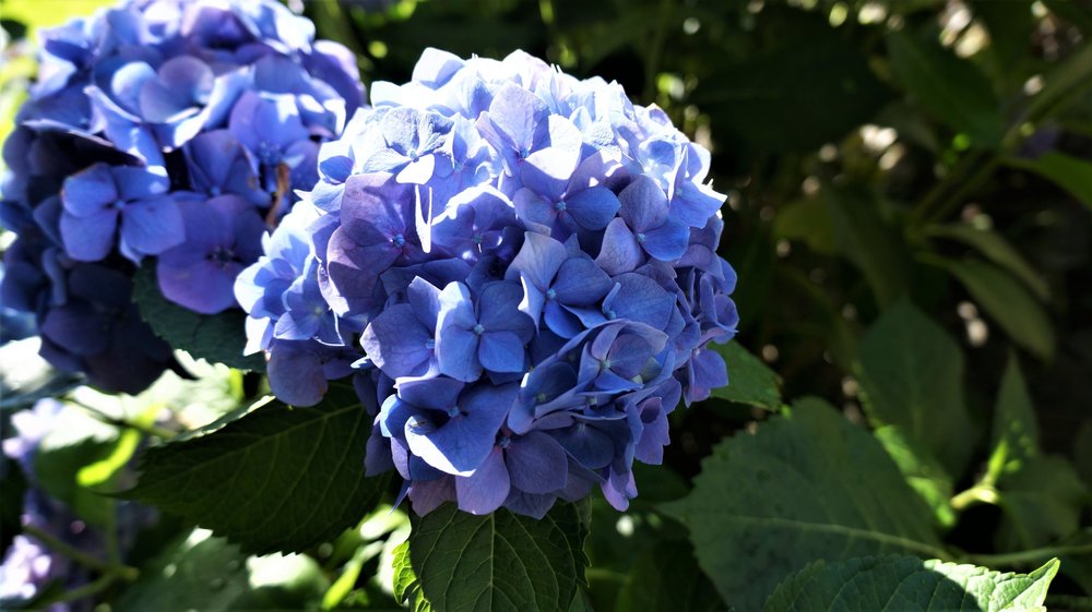 18.06.29_531_ Италия_ о.Изола-Белла.JPG