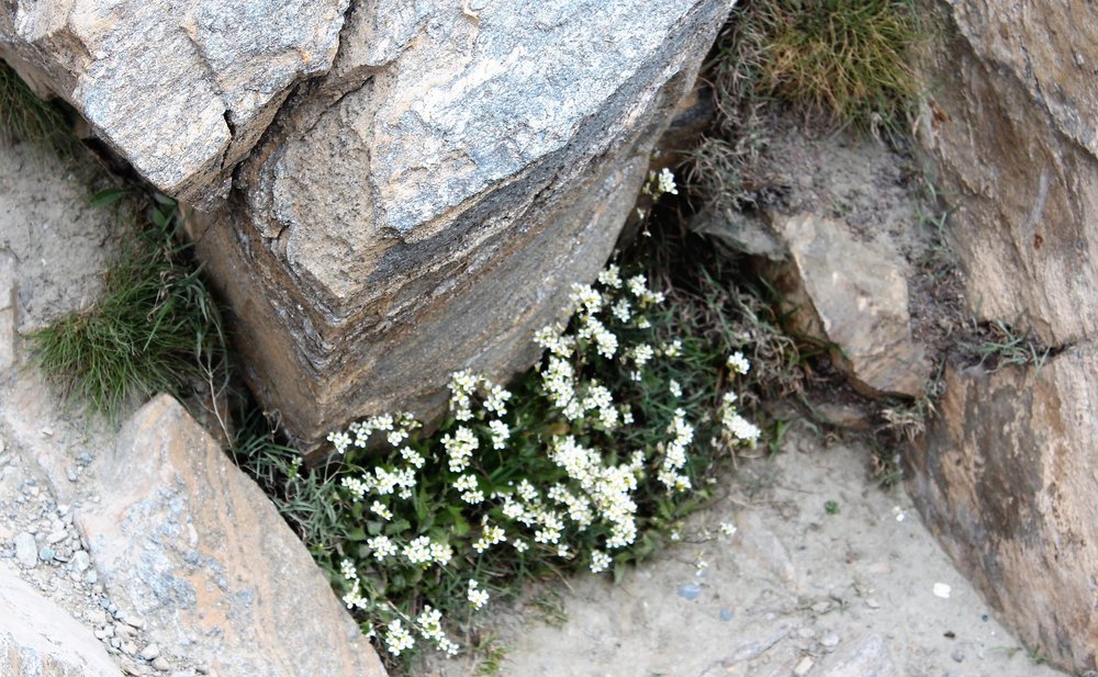 18.06.28_162_ Швейцария_ Горнерград.JPG