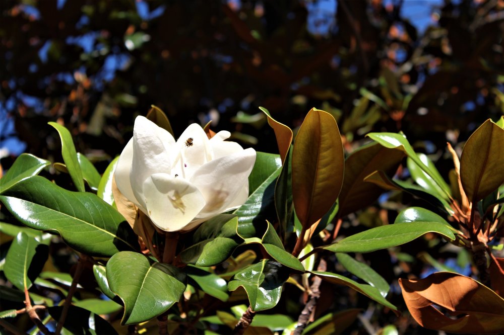 18.06.29_050_ Италия_Стреза.JPG