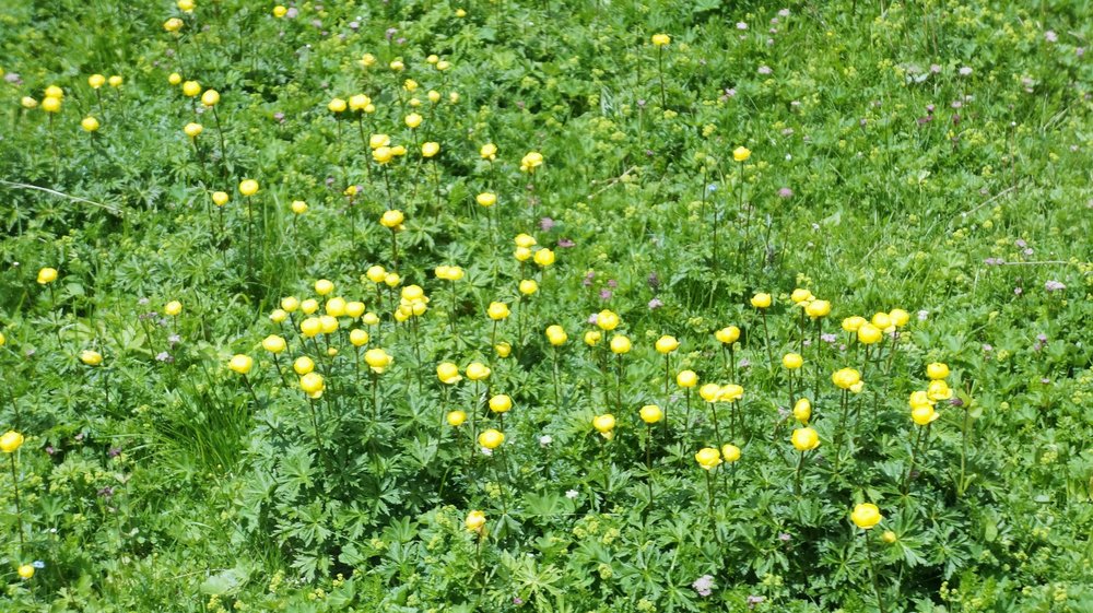 18.06.25_270_ с Юнграуйох вниз в Интерлакен.JPG