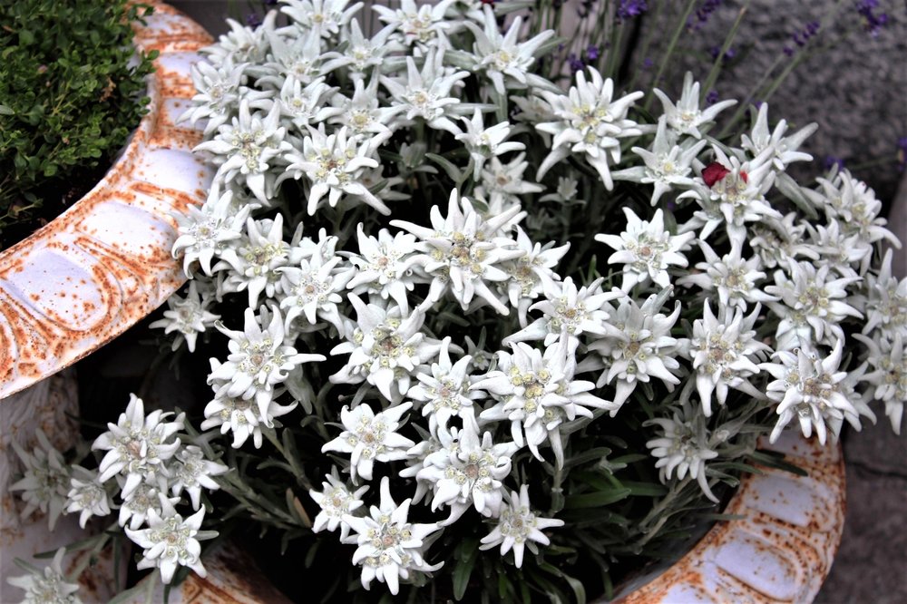 18.06.28_232_ Швейцария_  Цирматт.JPG