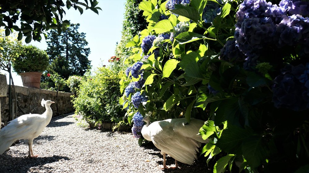 18.06.29_530_ Италия_ о.Изола-Белла.JPG