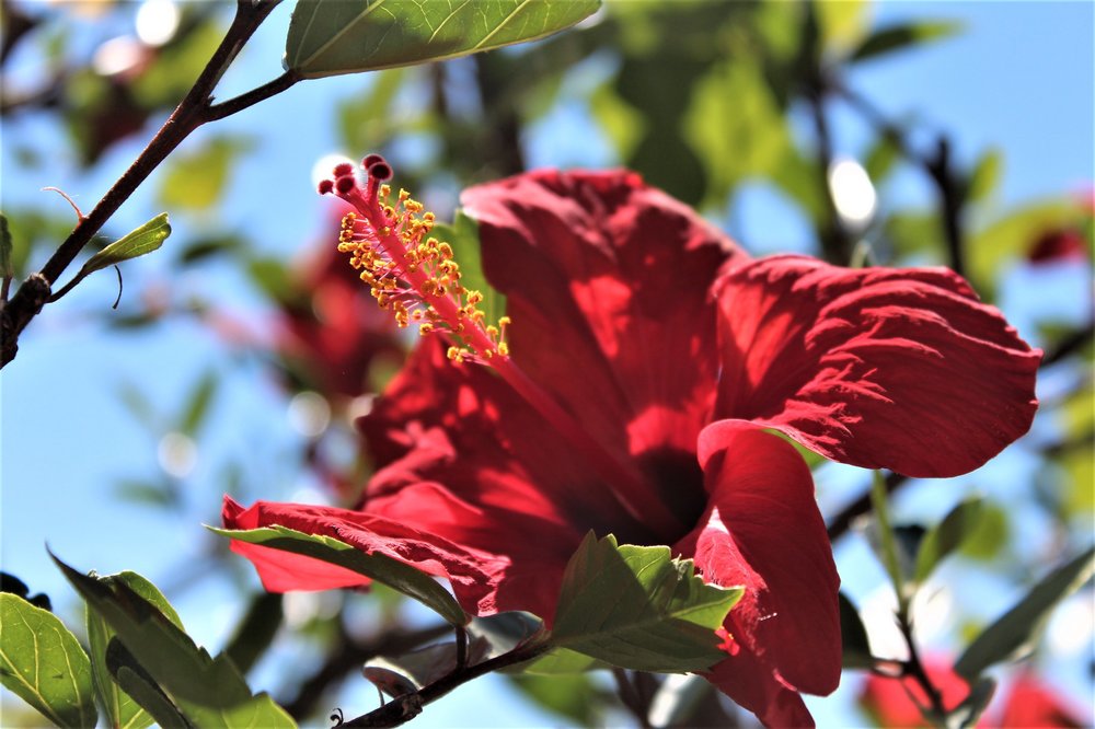 18.06.29_643_ Италия_ о.Изола-Белла.JPG