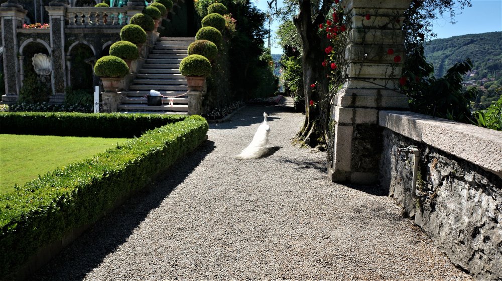 18.06.29_476_ Италия_ о.Изола-Белла_ Терраса камфоры.JPG