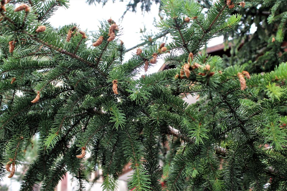 18.06.28_221_ Швейцария_  Цирматт.JPG