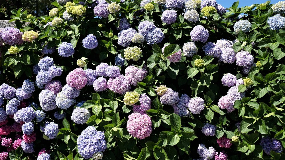 18.06.29_617_ Италия_ о.Изола-Белла.JPG