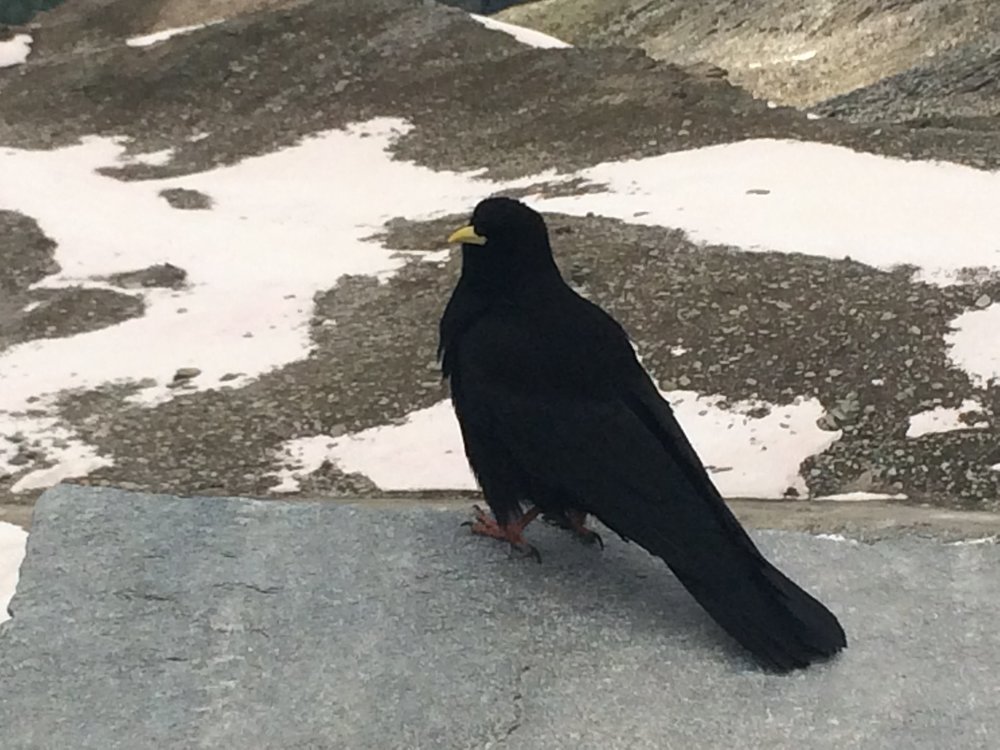 18.06.28_186_ Швейцария_ Горнерград.JPG