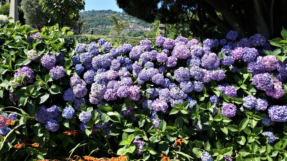 18.06.29_618_ Италия_ о.Изола-Белла.JPG