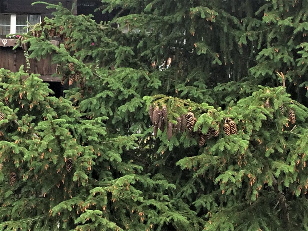 18.06.28_236_ Швейцария_ Церматт.JPG