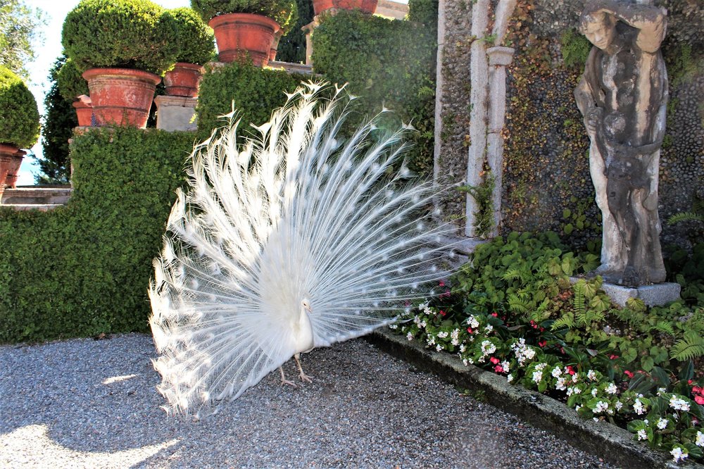 18.06.29_508_ Италия_ о.Изола-Белла.JPG