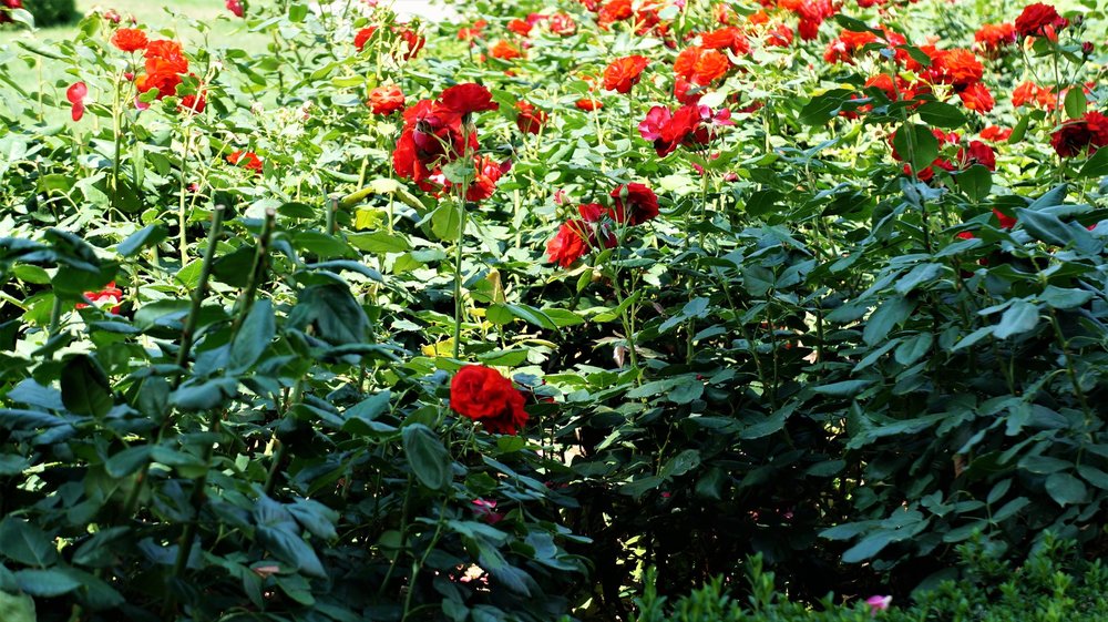 18.06.21_115_ Вена_ Народный парк.JPG