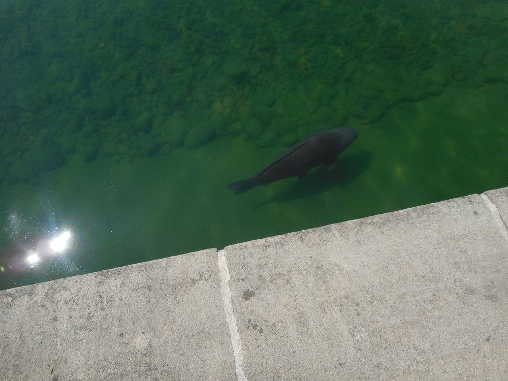 DSCN1905 - копия.JPG