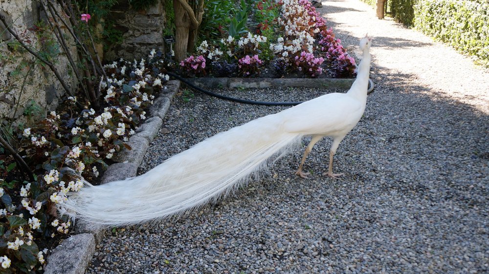 18.06.29_480_ Италия_ о.Изола-Белла_ Терраса камфоры.JPG