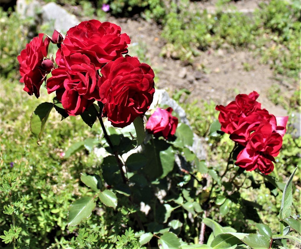 18.06.27_384_ Шамони.JPG