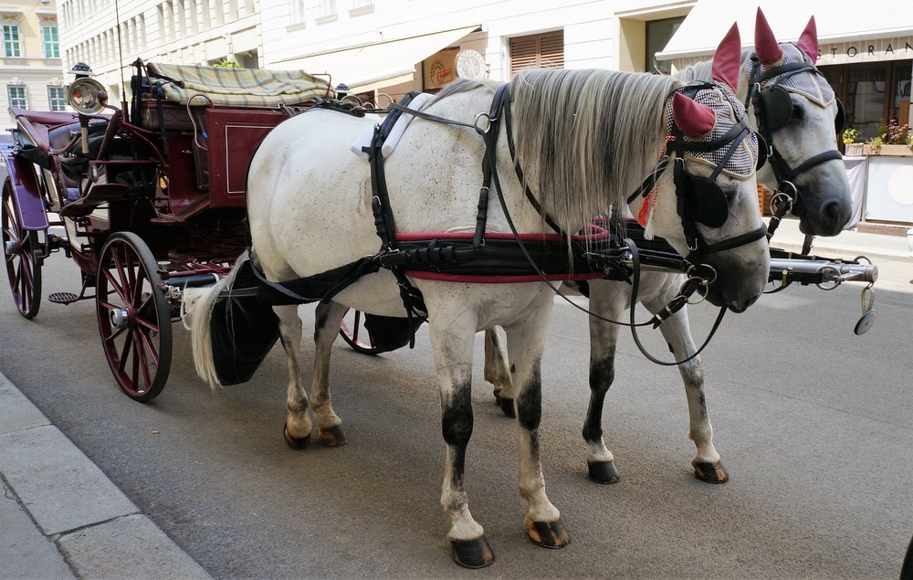 18.06.21_142_ Вена.JPG